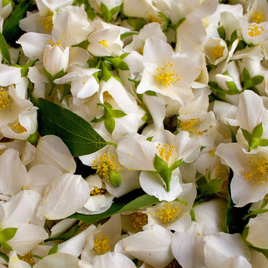 Bodhi Herbal Spa Aróma difuzér Jazmín, 90ml