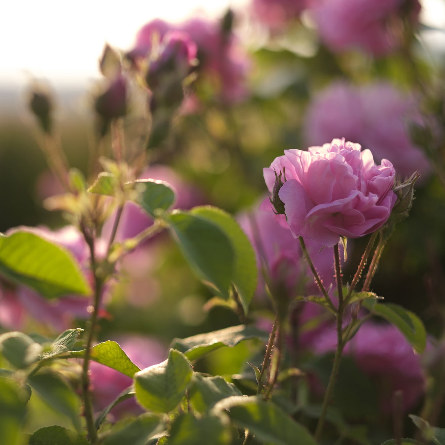 Parfumovaná voda COLABO Floral, 100 ml