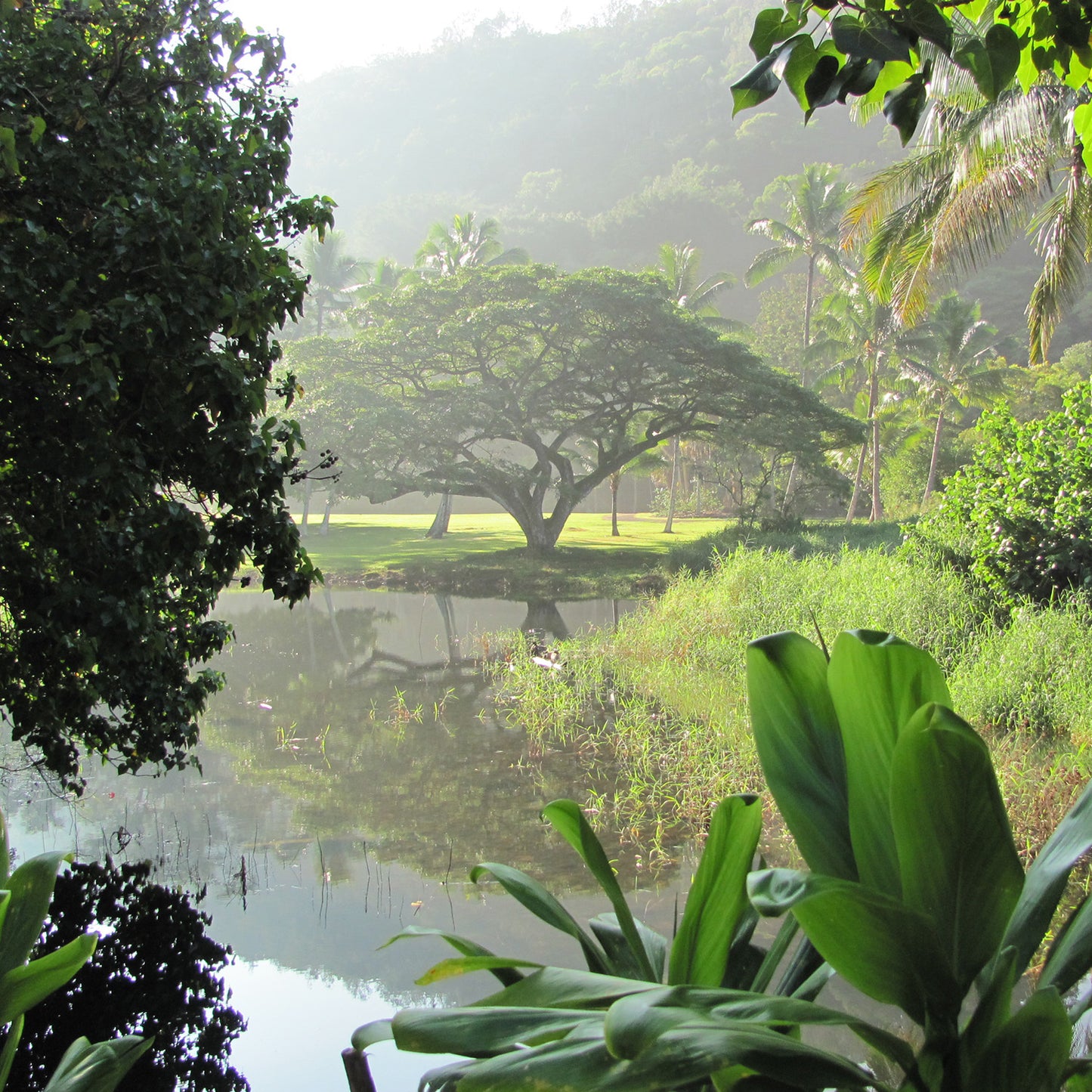 Parfumovaná voda COLABO Oriental, 100 ml